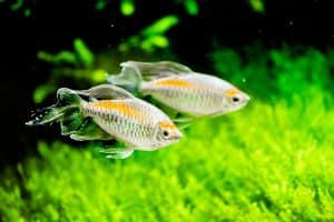 congo tetras planted tank