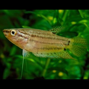 Croaking gourami fish (Trichopsis vittata).