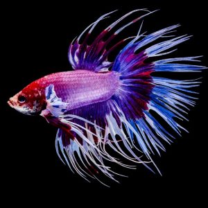 crown tail betta fish side profile