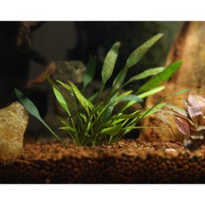 cryptocoryne parva plant profile