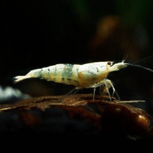 crystal white shrimp