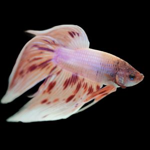 Dalmation betta or orange spotted betta fish (Betta splendens).