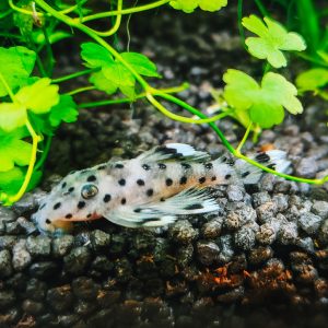 Dalmatian pleco catfish (Hypostomus sp. L117).