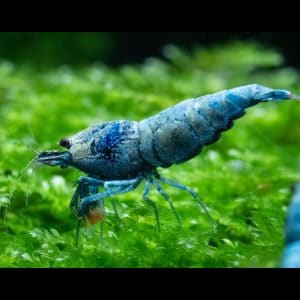 deep blue bolt shrimp