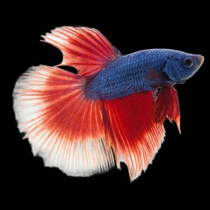 Delta betta fish (Betta splendens).