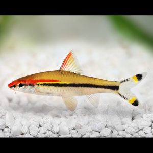 Denison barb (Sahyadria denisonii).