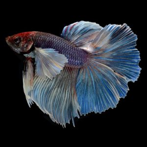 Double tail betta fish (Betta splendens).