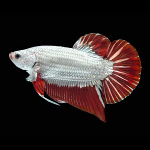 Dragon scale betta fish (Betta splendens).