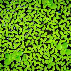 duckweed floating aquarium plant