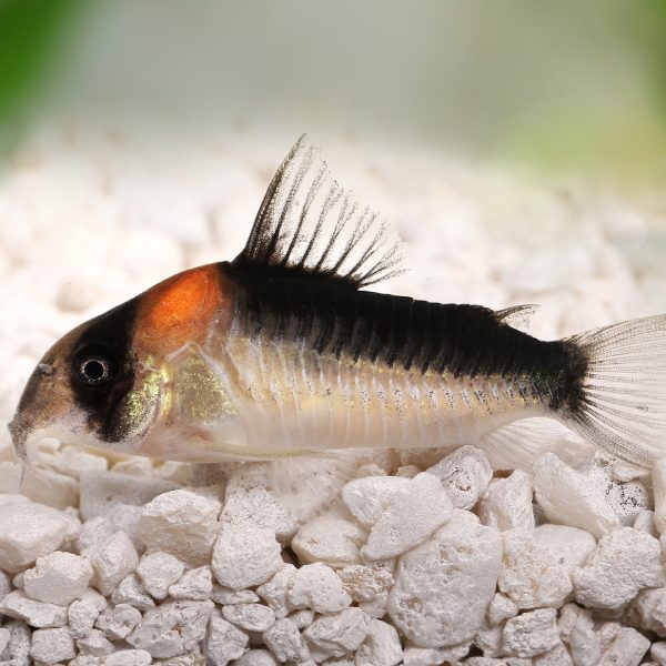 Duplicate corydora catfish (Corydoras duplicareus).