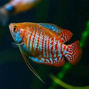 Dwarf gourami fish (Trichogaster lalius).