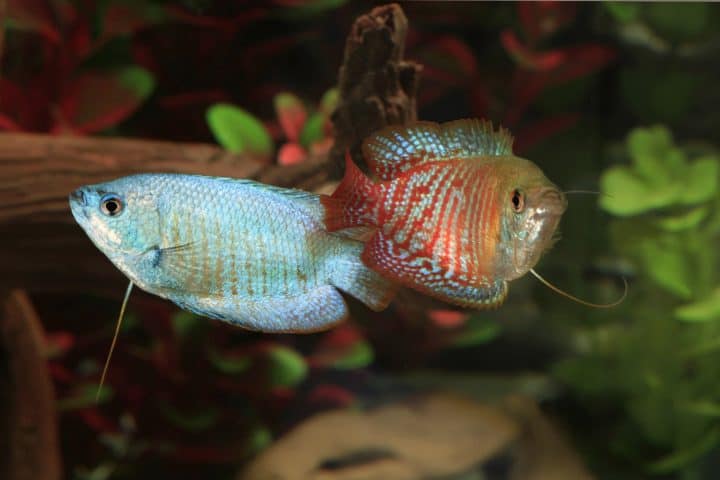 powder blue and red dwarf gourami fish