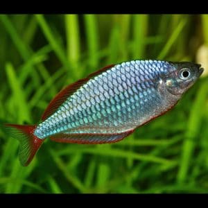 Dwarf neon rainbowfish (Melanotaenia praecox).