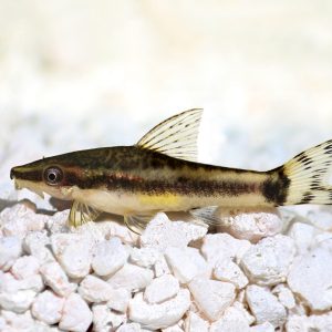 Dwarf otocinclus catfish (Otocinclus macrospilus).