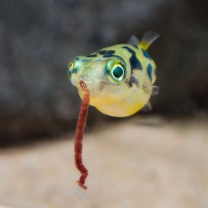 Dwarf Pea Puffer Eating Bloodworm