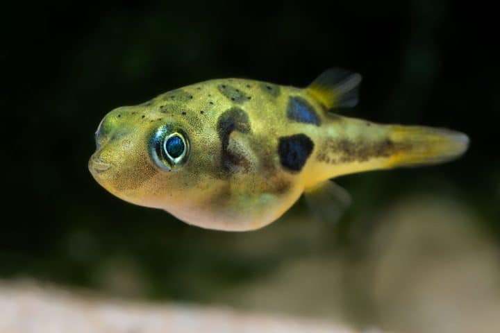 Dwarf pea puffer fish (Carinotetraodon travancoricus).