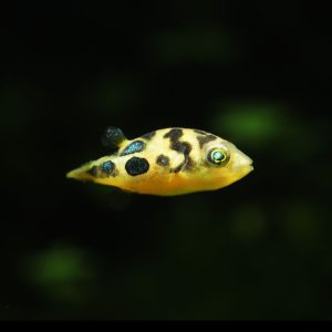 Dwarf pea puffer fish (Carinotetraodon travancoricus)