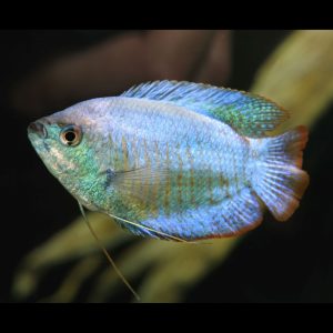 Dwarf powder blue gourami fish (Trichogaster lalius).