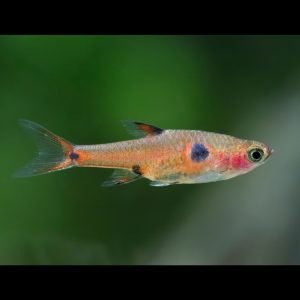 Dwarf rasbora (Boraras maculatus).