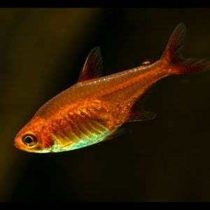Ember tetra fish (Hyphessobrycon amandae).