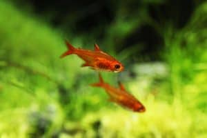 ember tetras in planted tank