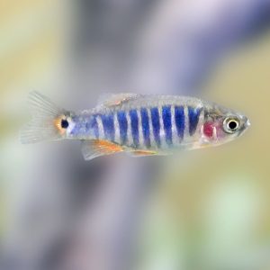 Emerald dwarf rasbora fish (Danio erythromicron).