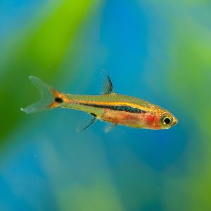 Exclamation point rasbora (Boraras urophthalmoides).