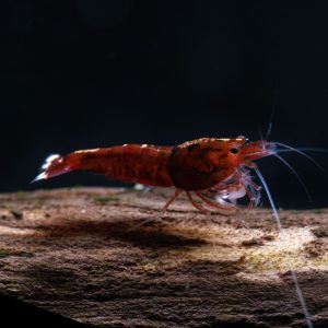 extreme red king kong shrimp