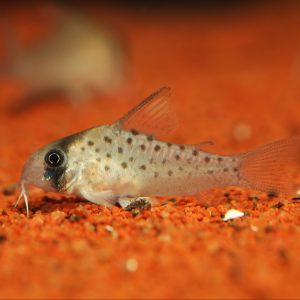 Fairy corydora catfish (Corydoras atropersonatus).