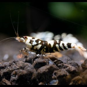 fancy black tiger shrimp