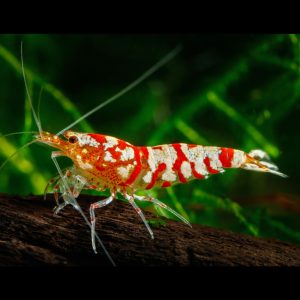 fancy red tiger shrimp