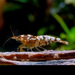 fancy white tiger shrimp