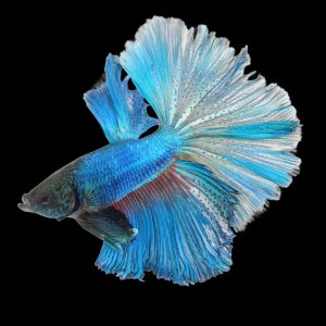 Feather tail betta fish (Betta splendens).