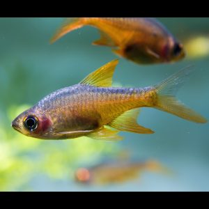 Fire rasbora (Rasbora argyrotaenia).