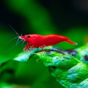 fire red cherry shrimp