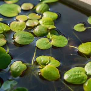 frogbit planted tank