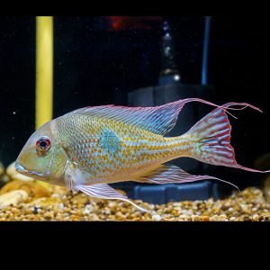 Geophagus fish (Geophagus).