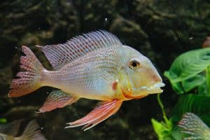 geophagus fish side profile
