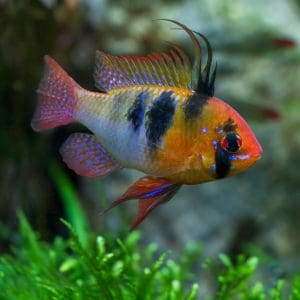 German blue ram fish (Mikrogeophagus ramirezi).
