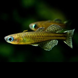 Spotted Blue Eye Rainbowfish or Gertrude's rainbowfish (Pseudomugil gertrudae).
