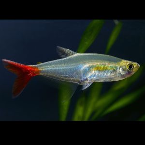 Glass bloodfin tetra fish (Prionobrama filigera).