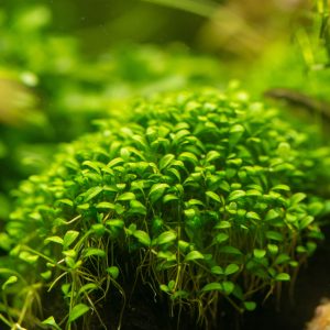 Glossostigma elatinoides (Glossostigma elatinoides).