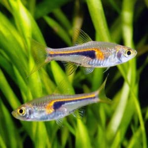 Glowlight rasbora (Trigonostigma hengeli).