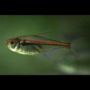 Glowlight tetra (Hemigrammus erythrozonus).
