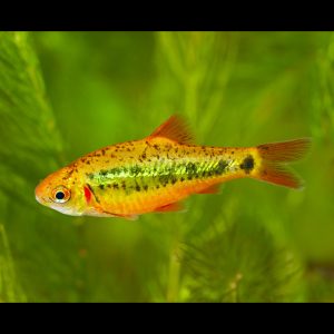 Gold barb (Barbodes semifasciolatus).