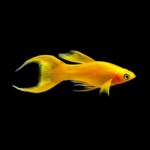 Gold lyretail molly fish (Poecilia latipinna).