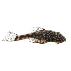 Large common pleco catfish