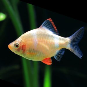 Gold tiger barb (Puntigrus tetrazona var. Gold).