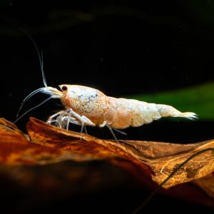 golden bee shrimp