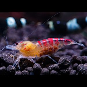 golden calceo shrimp
